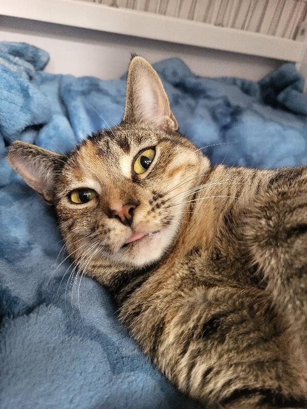 Enlarge Palooza, a Adoptable Domestic Short Hair in Diamond Springs, CA image 3/4