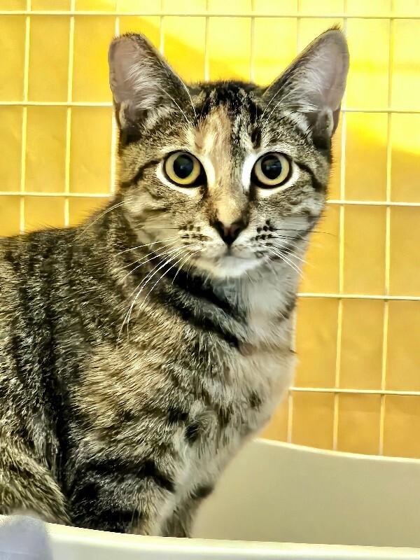 Enlarge Palooza, a Adoptable Domestic Short Hair in Diamond Springs, CA image 4/4