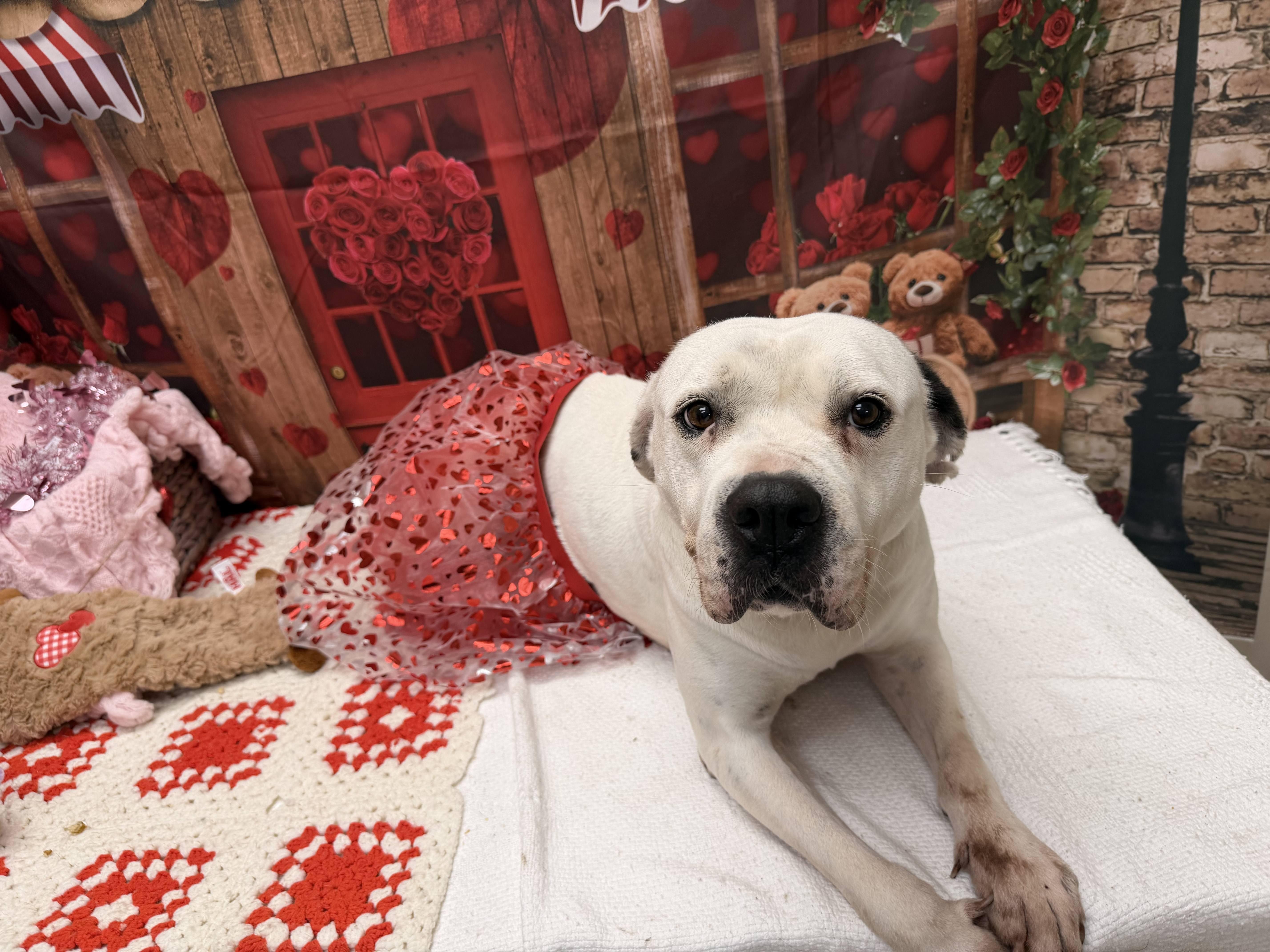 Enlarge Sugar, a ADOPTABLE mixed breed in Statesboro, GA image 3/3