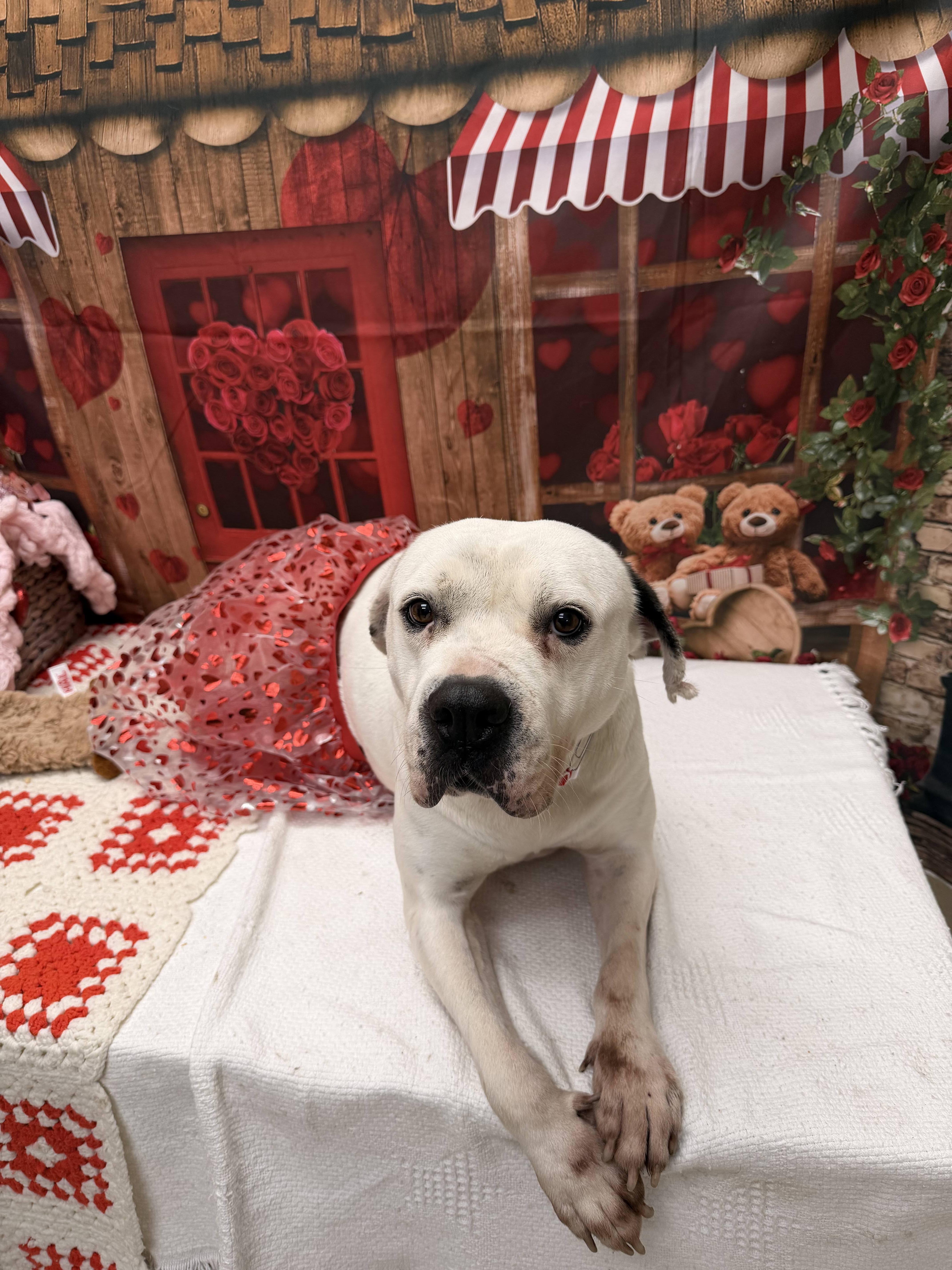 Enlarge Sugar, a ADOPTABLE mixed breed in Statesboro, GA image 2/3