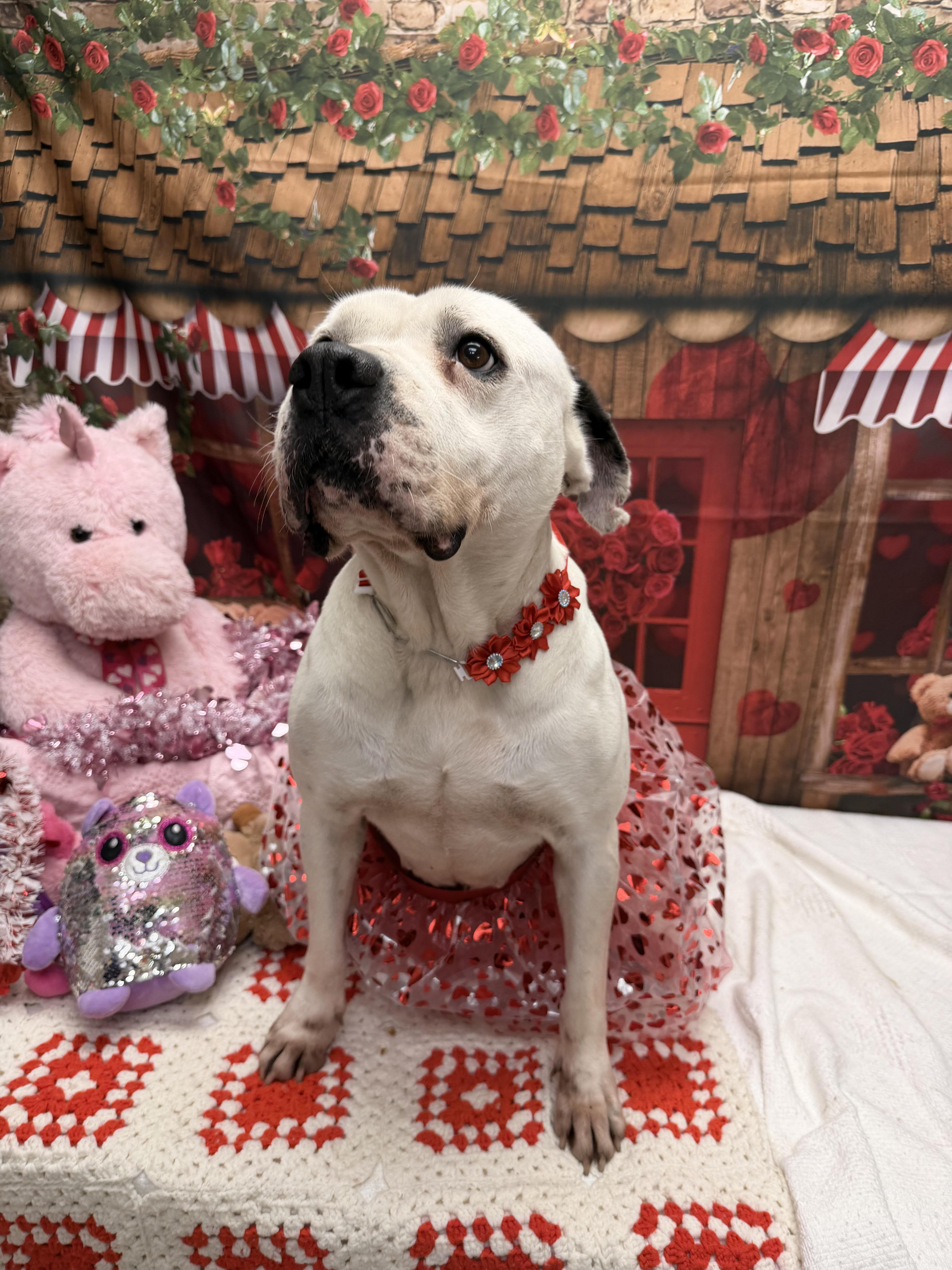 Enlarge Sugar, a ADOPTABLE mixed breed in Statesboro, GA image 1/3