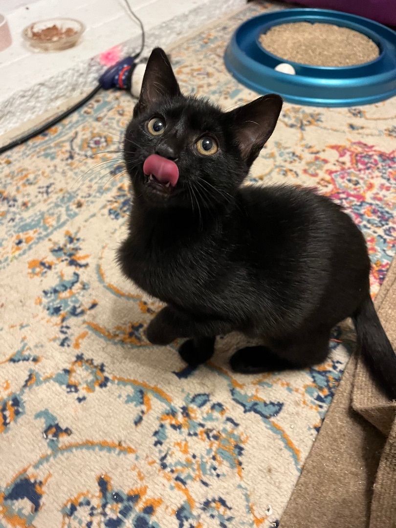 Enlarge Emile, a Adopted mixed breed in San Francisco, CA image 1/6