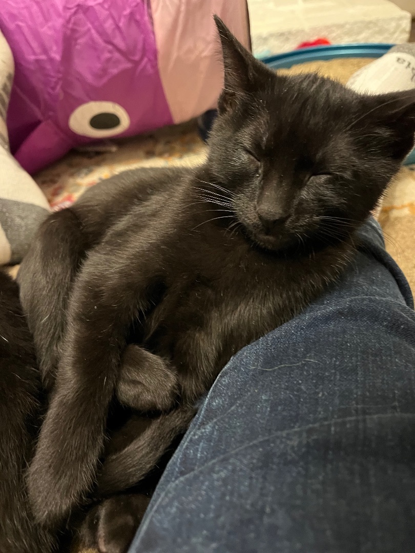 Enlarge Emile, a Adopted mixed breed in San Francisco, CA image 2/6