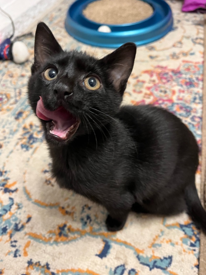 Enlarge Emile, a Adopted mixed breed in San Francisco, CA image 3/6