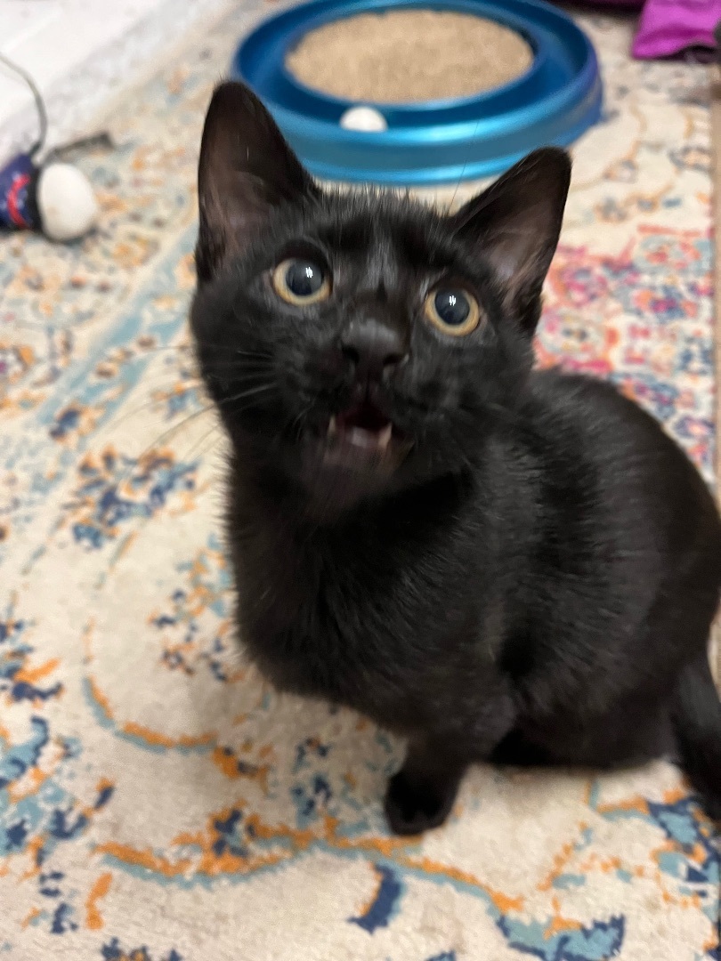 Enlarge Emile, a Adopted mixed breed in San Francisco, CA image 4/6