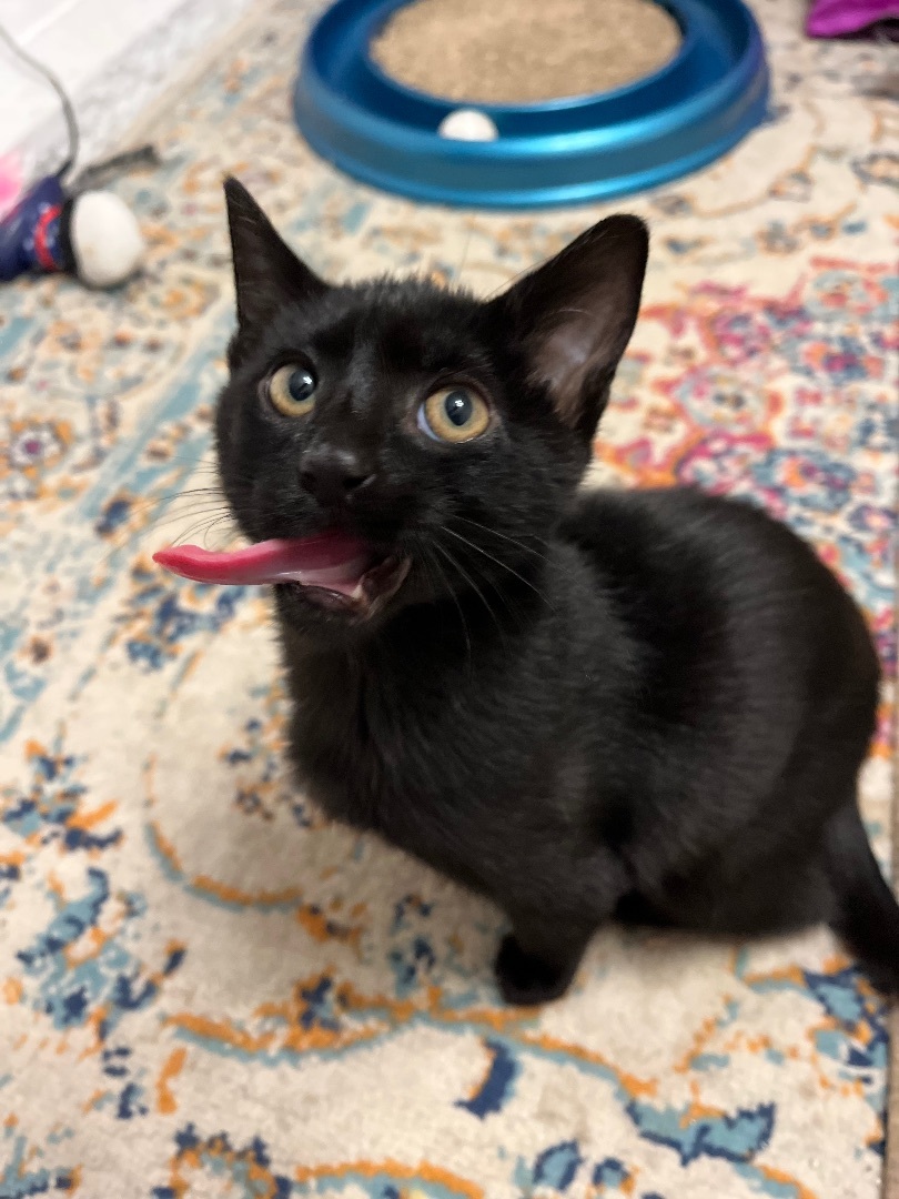 Enlarge Emile, a Adopted mixed breed in San Francisco, CA image 6/6