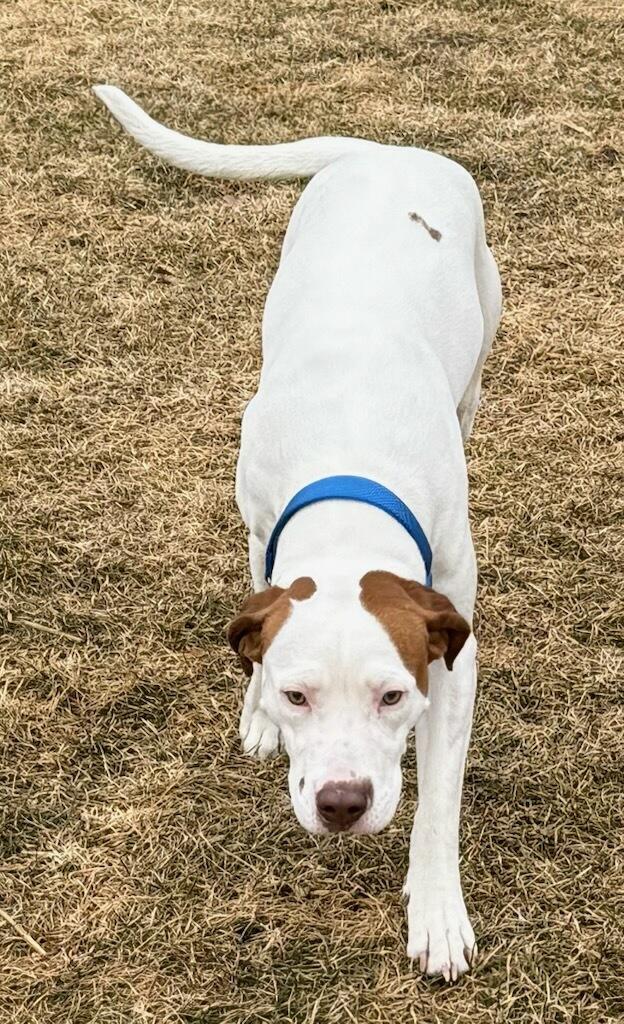 Ginger, adopted, Adult Female Spaniel.