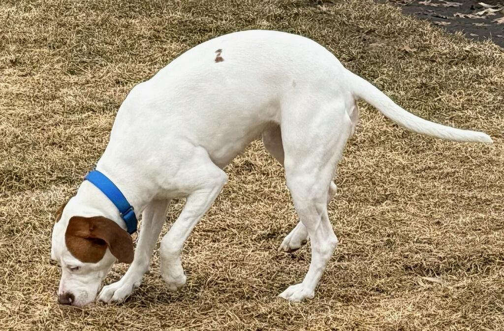 Ginger, an adopted mixed breed in Mauston, WI image 2/2