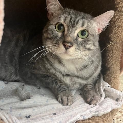Bowser, Adult Male Domestic Short Hair