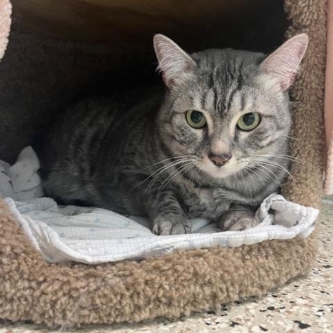 Enlarge Bowser, a Adoptable Domestic Short Hair in New Port Richey, FL image 2/2