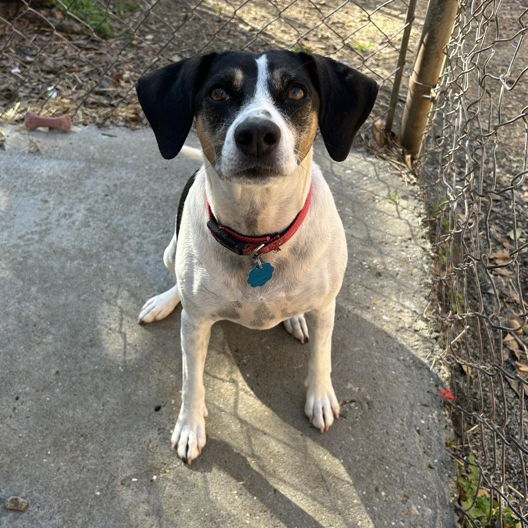 Enlarge Sadie, a Adoptable Hound in Enterprise, AL image 2/2