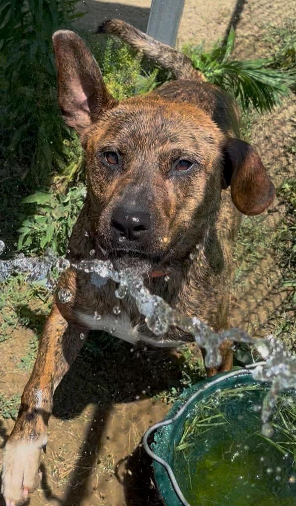 Recon, Adoptable, Adult Male Mountain Cur.