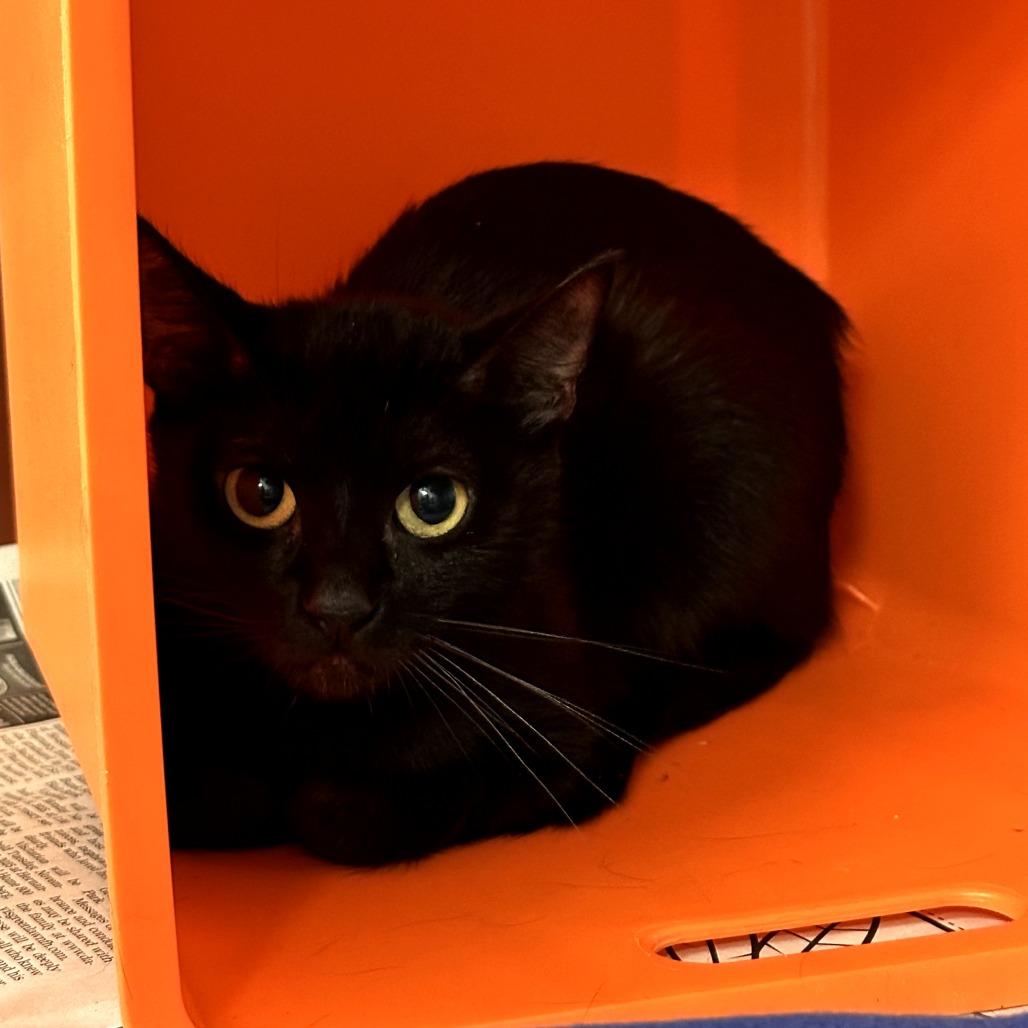 Moth, Adoptable, Young Female American Shorthair.