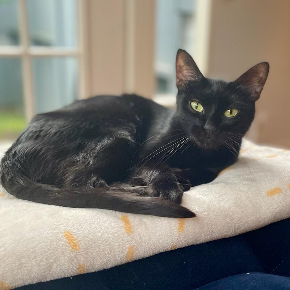 Moth, a Adoptable American Shorthair in Houston, TX image 2/6