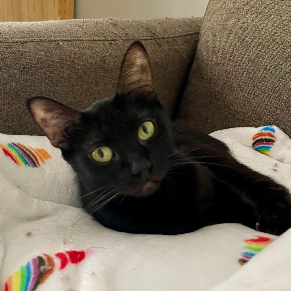 Enlarge Moth, a Adoptable American Shorthair in Houston, TX image 2/4