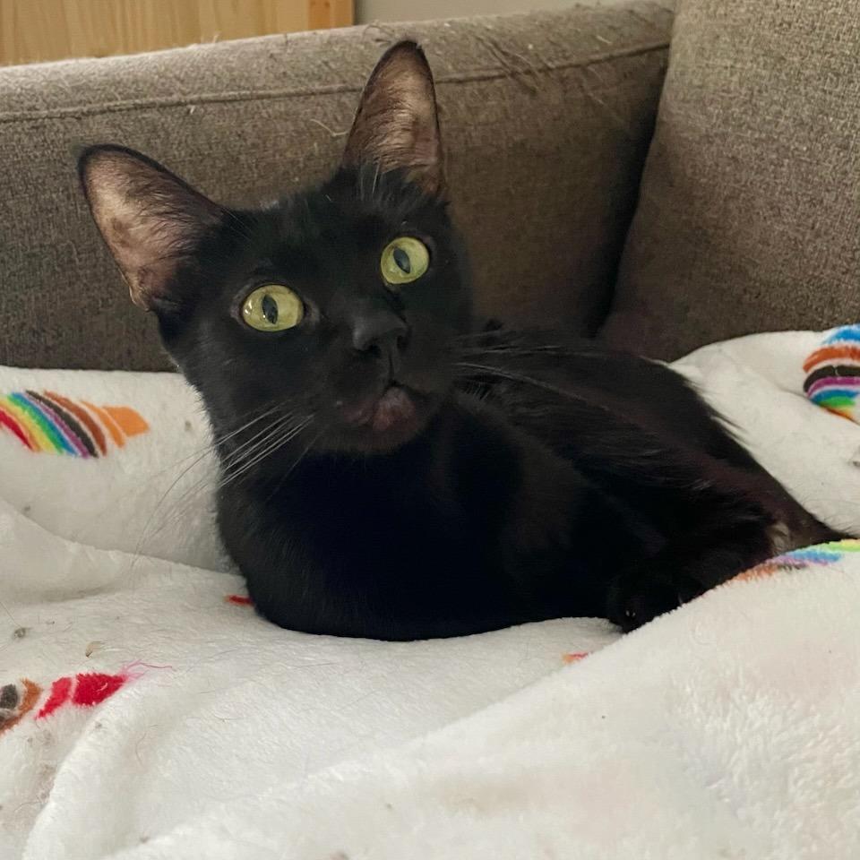 Enlarge Moth, a Adoptable American Shorthair in Houston, TX image 3/4