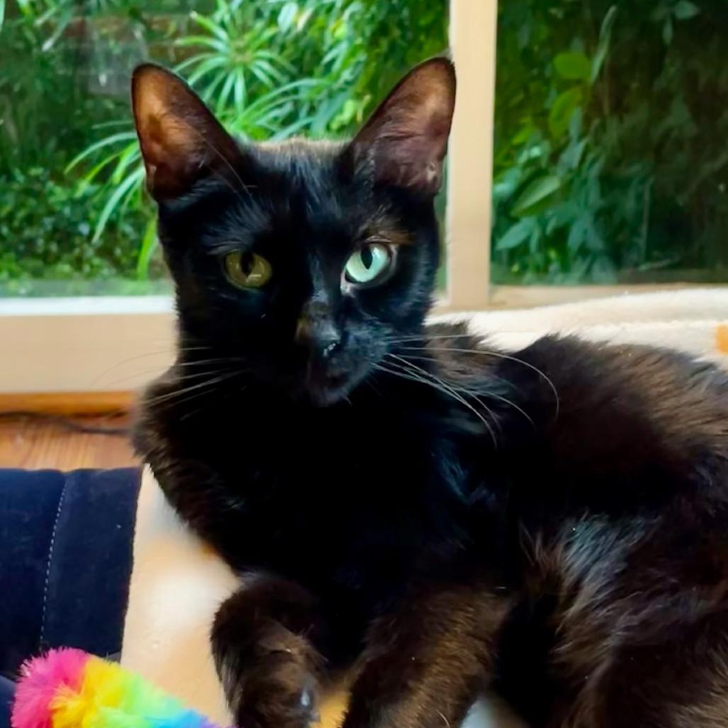 Moth, a Adoptable American Shorthair in Houston, TX image 5/6