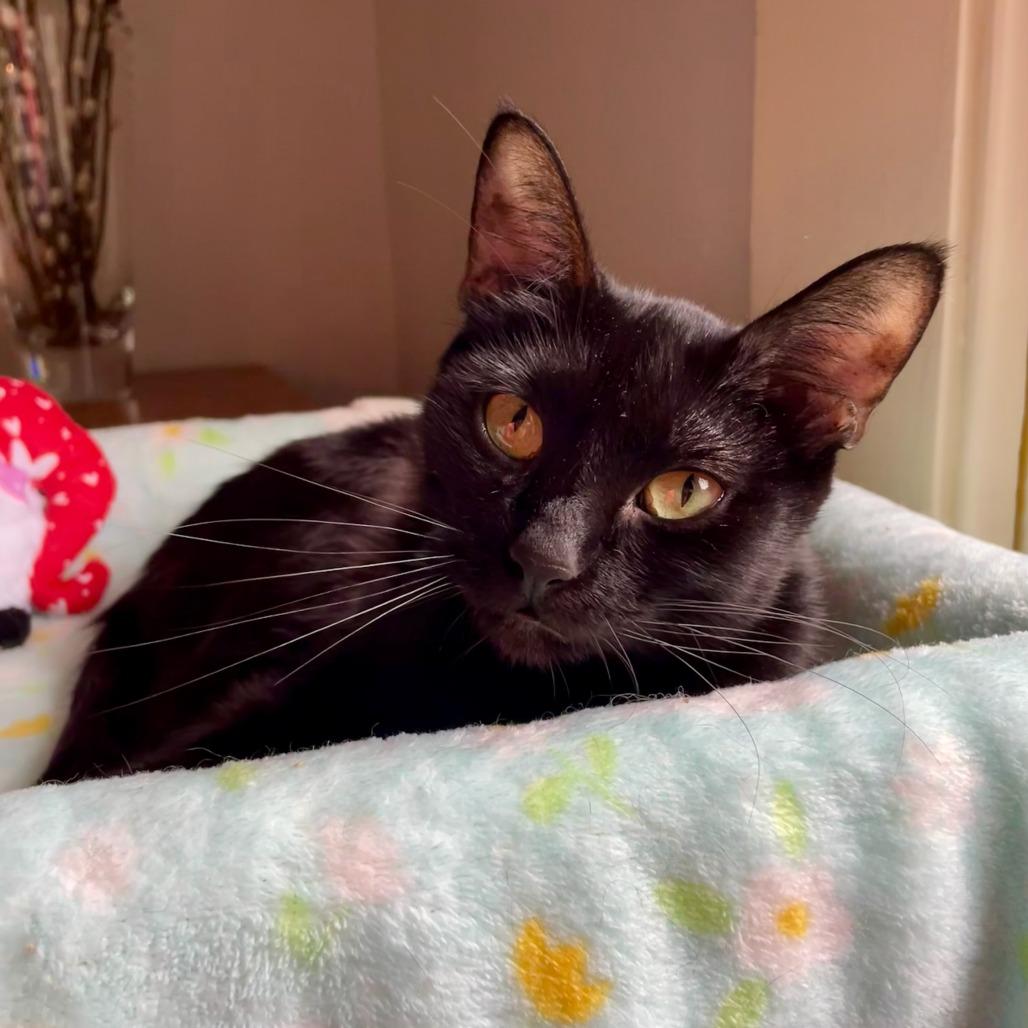 Enlarge Moth, a Adoptable American Shorthair in Houston, TX image 4/4