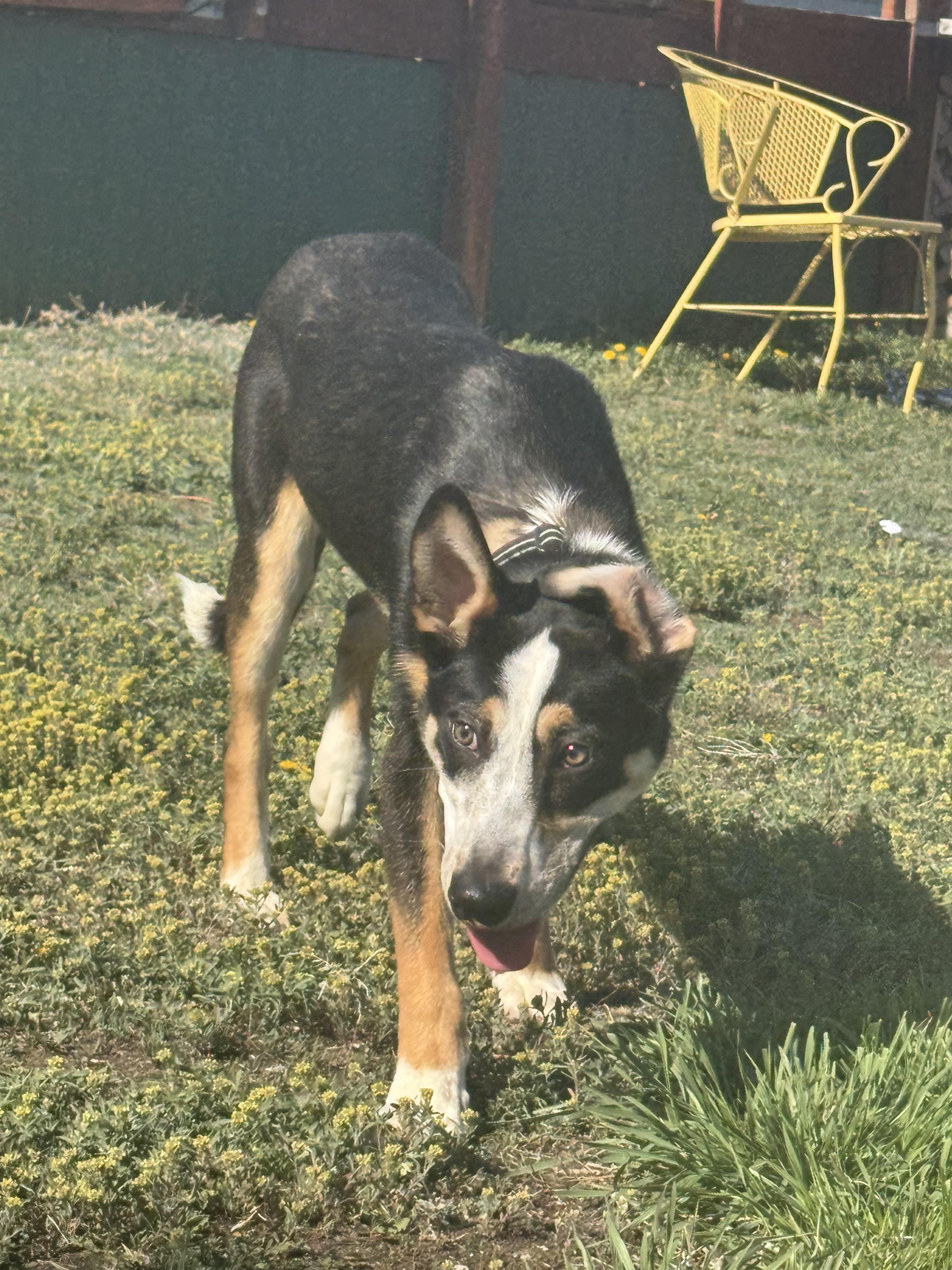 Turk, an adoptable Mixed Breed in Havre, MT, 59501 | Photo Image 1