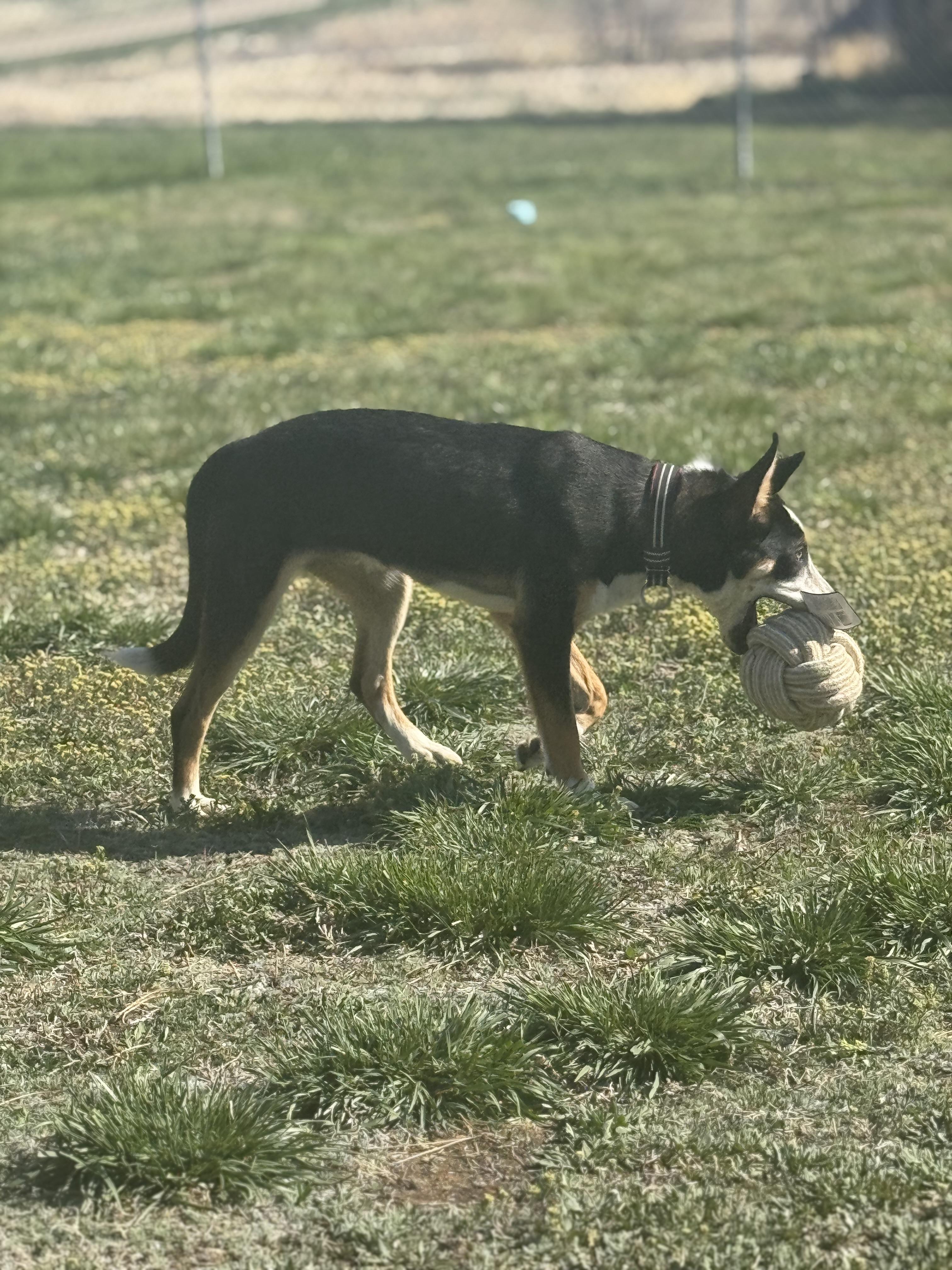 Turk, an adoptable Mixed Breed in Havre, MT, 59501 | Photo Image 4