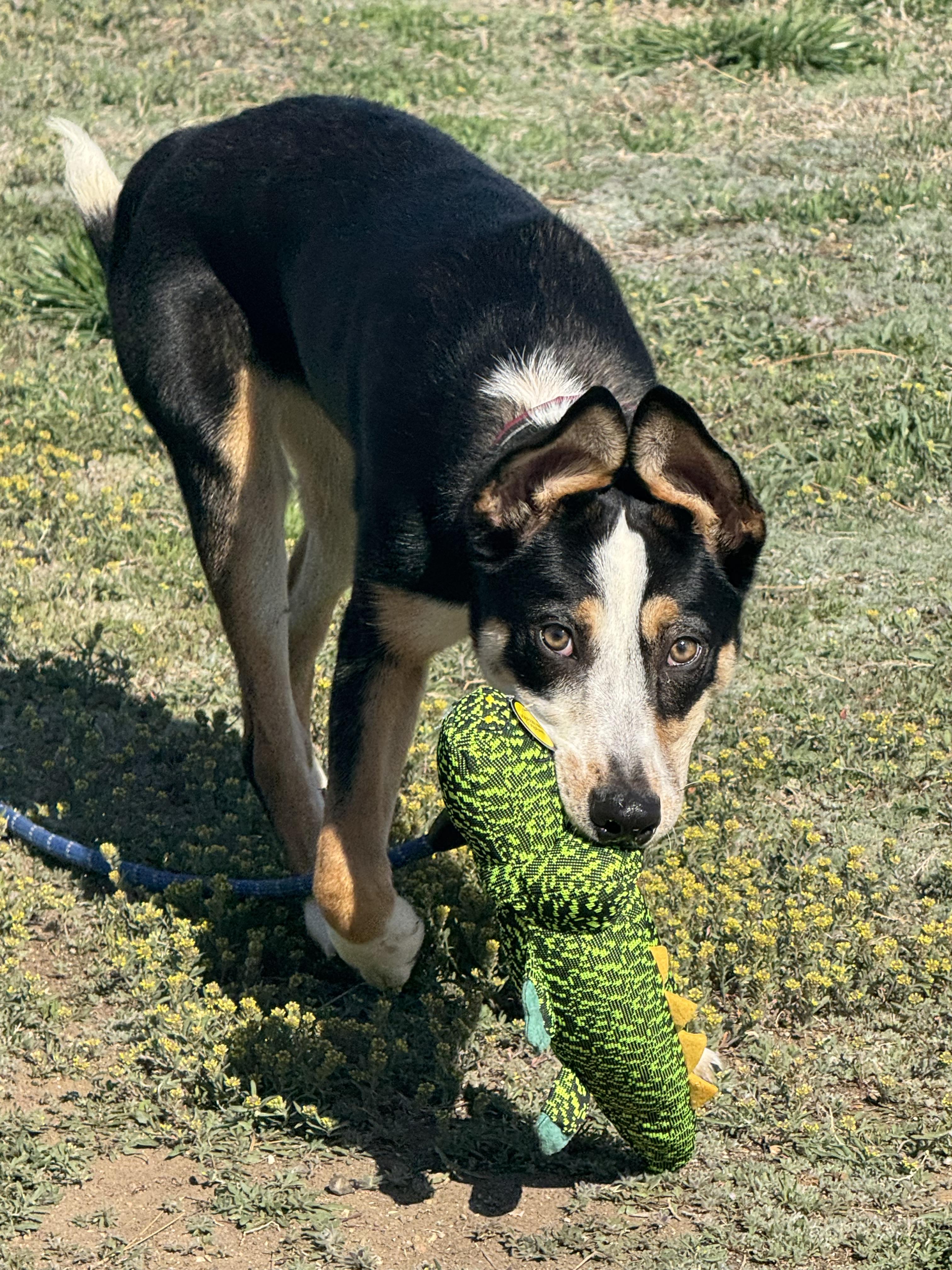 Turk, an adoptable Mixed Breed in Havre, MT, 59501 | Photo Image 2