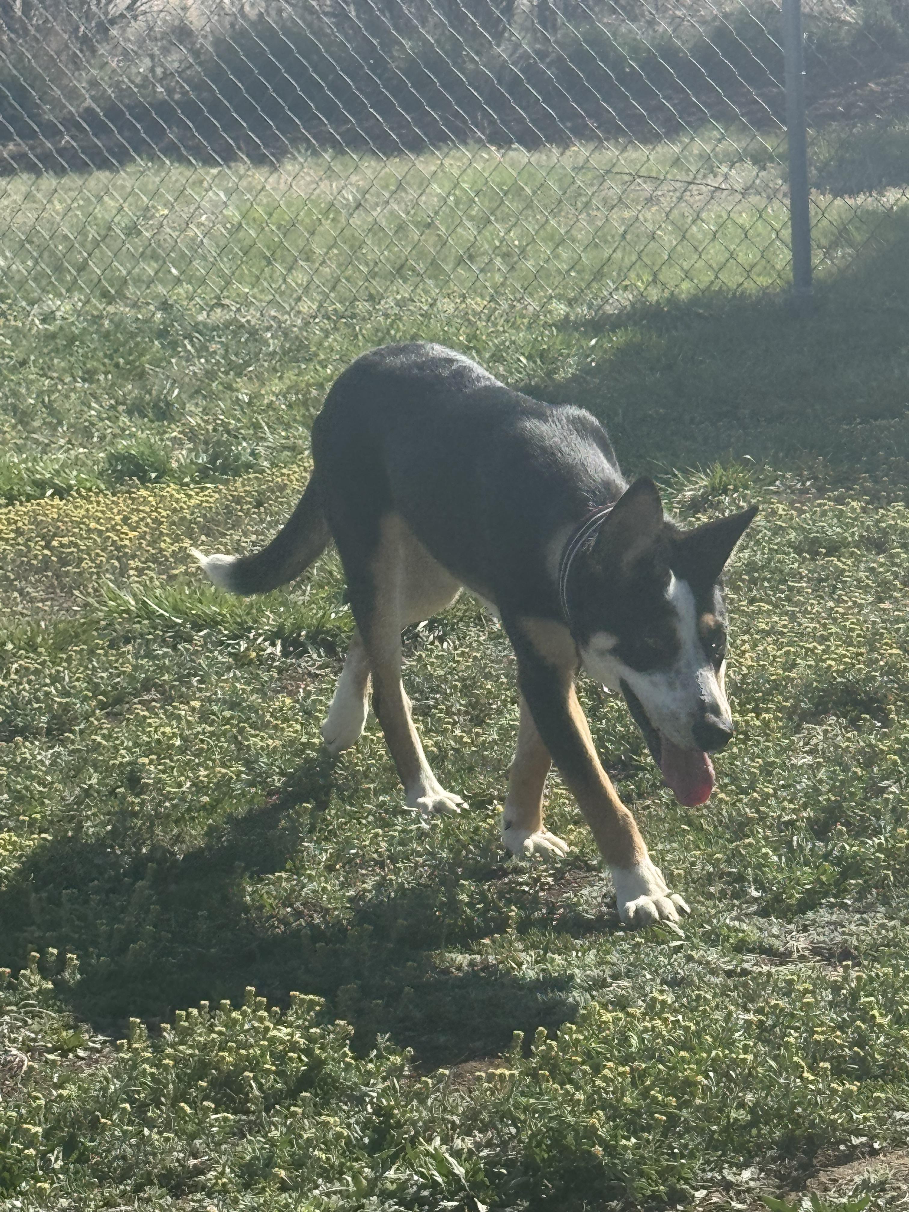 Turk, an adoptable Mixed Breed in Havre, MT, 59501 | Photo Image 3