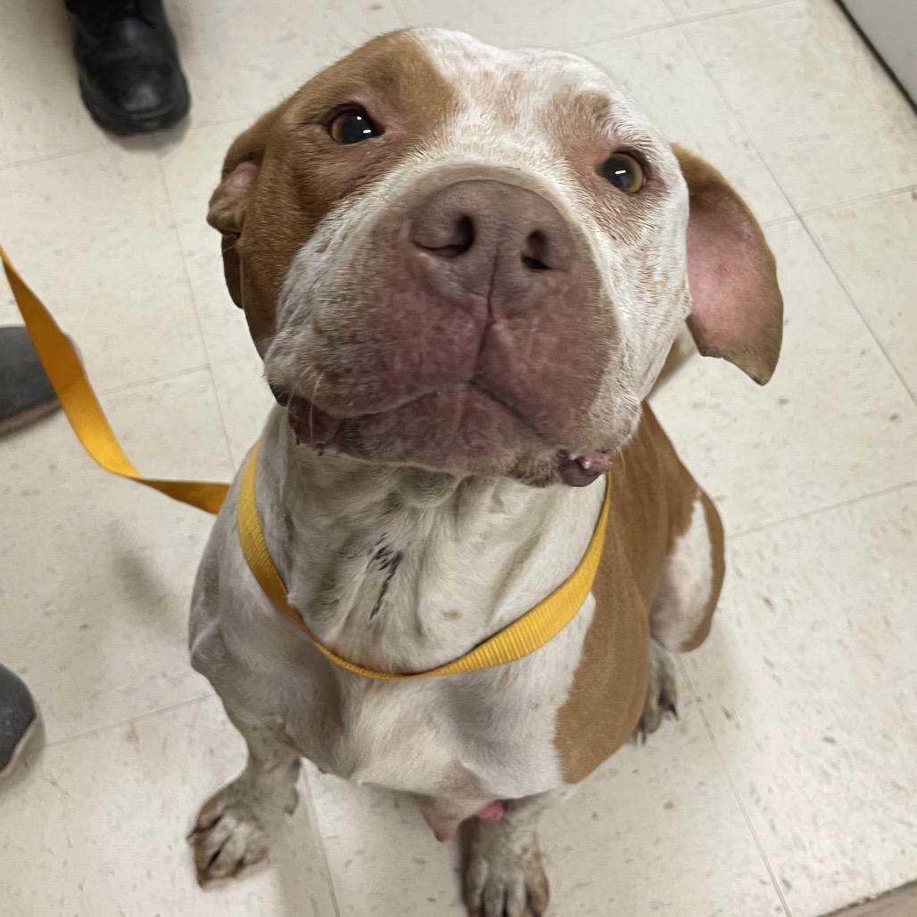 Enlarge Holly, a Adoptable Pit Bull Terrier in Green Forest, AR image 2/4