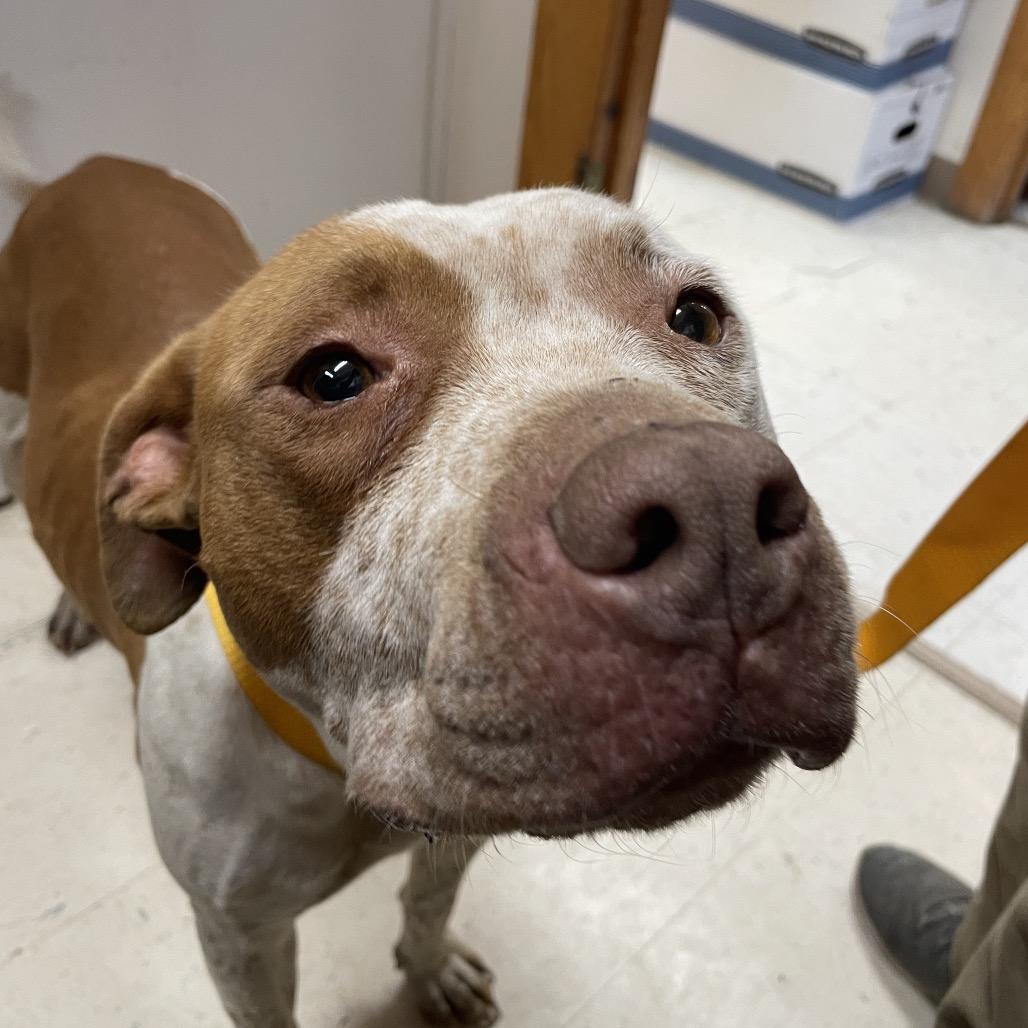 Enlarge Holly, a Adoptable Pit Bull Terrier in Green Forest, AR image 3/4