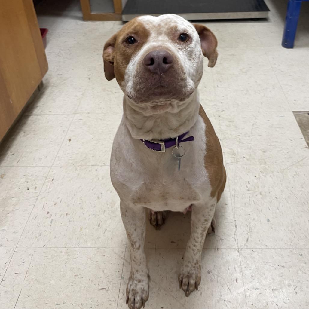 Enlarge Holly, a Adoptable Pit Bull Terrier in Green Forest, AR image 4/4