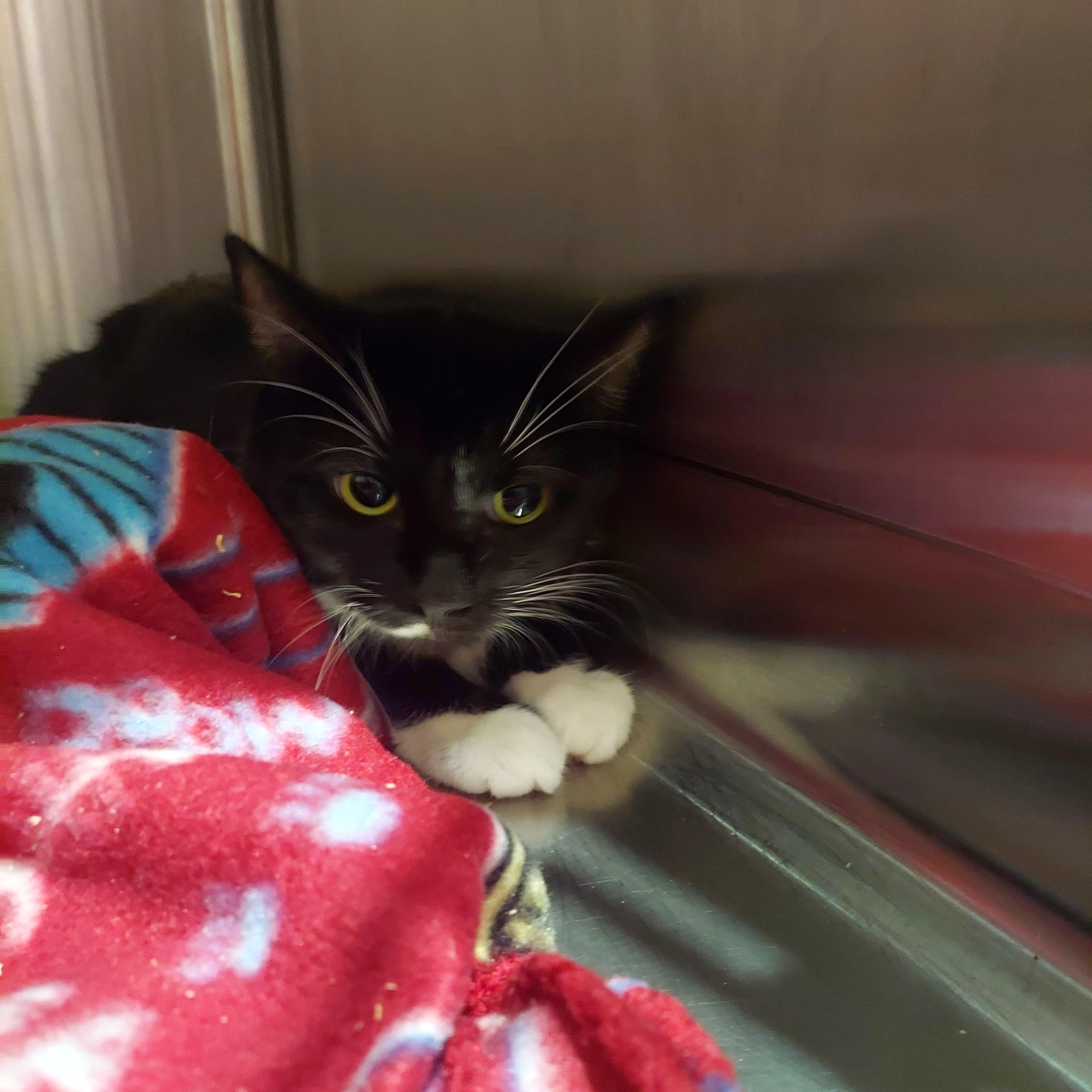 60, ADOPTABLE, Adult Female Domestic Short Hair.