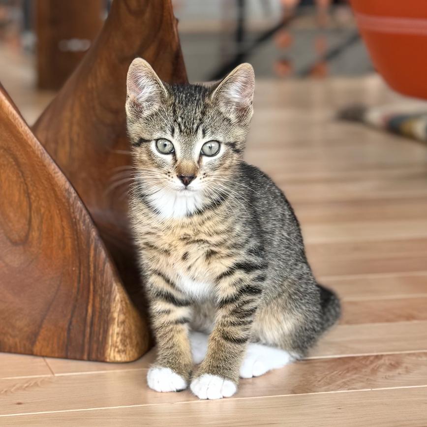 Sierra, a Adoptable Domestic Short Hair in Ashland, OR image 1/2