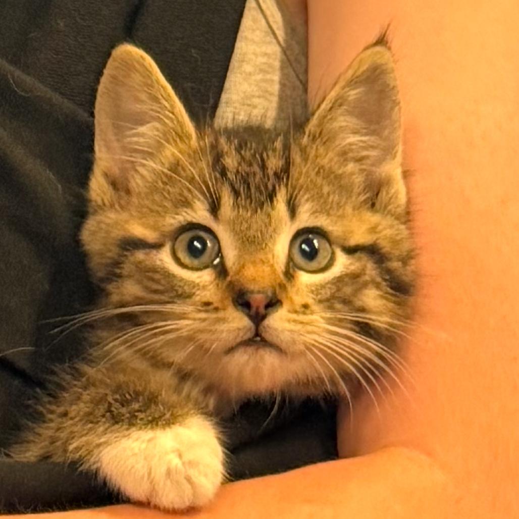 Sierra, a Adoptable Domestic Short Hair in Ashland, OR image 2/2