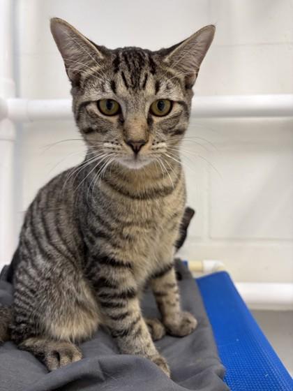 Enlarge Felix, a Adoptable mixed breed in Largo, FL image 1/1