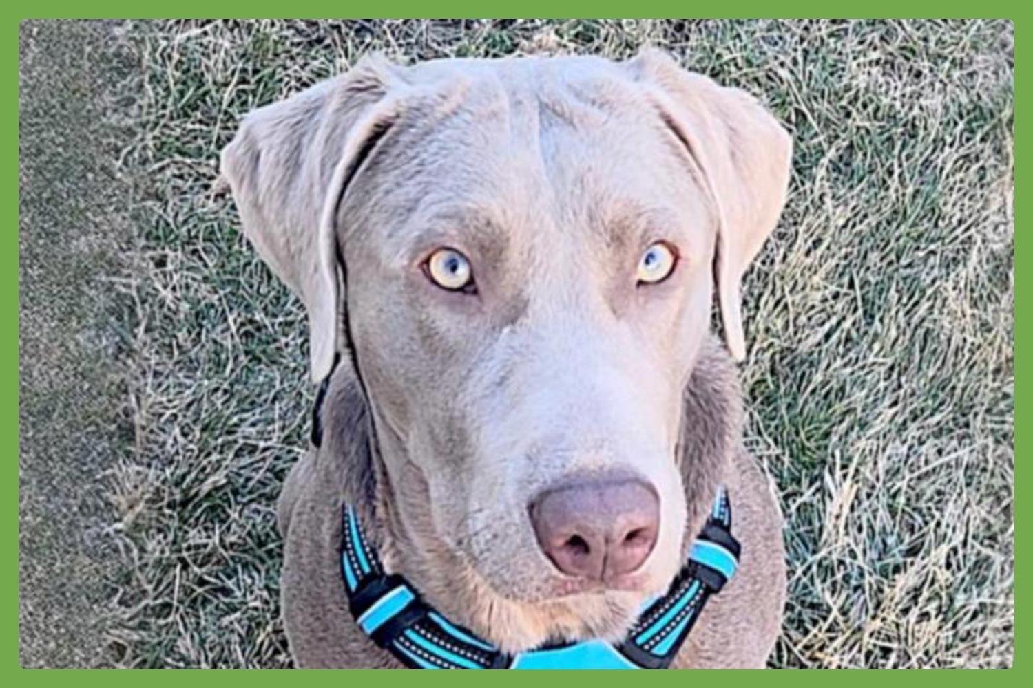 Lionel, adopted, Puppy Male Labrador Retriever.