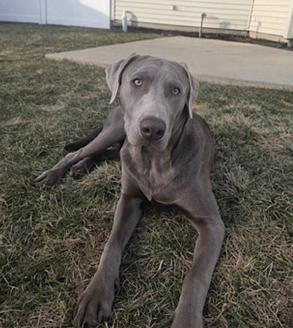 Enlarge Lionel, an adopted Labrador Retriever in Amherst, MA image 4/5