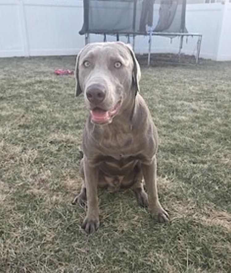 Enlarge Lionel, an adopted Labrador Retriever in Amherst, MA image 3/5