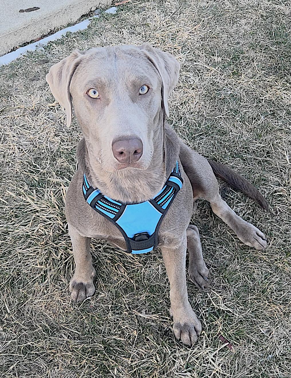 Enlarge Lionel, an adopted Labrador Retriever in Amherst, MA image 2/5