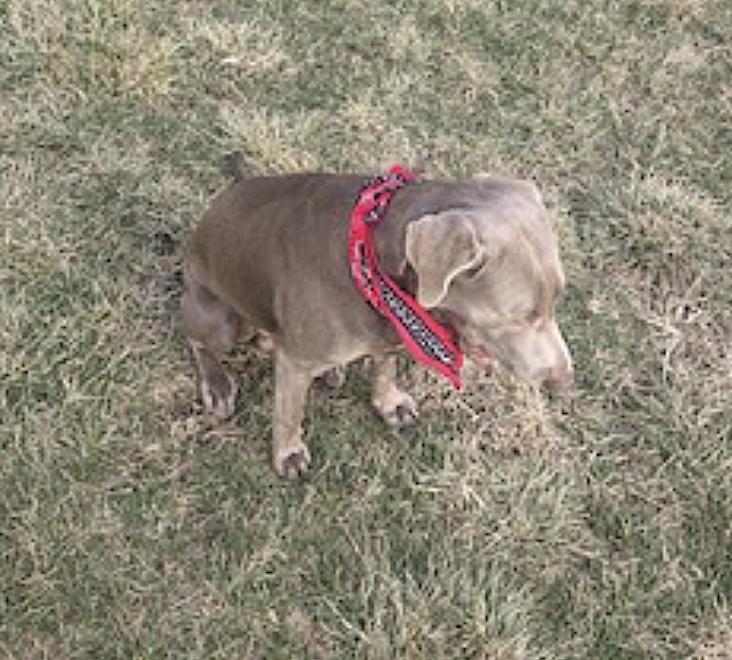 Enlarge Lionel, an adopted Labrador Retriever in Amherst, MA image 5/5