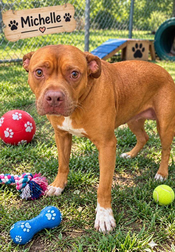 Enlarge Michelle, a Adoptable mixed breed in Centralia, IL image 2/3