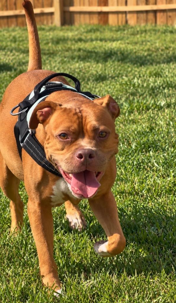 Enlarge Michelle, a Adoptable mixed breed in Centralia, IL image 3/3