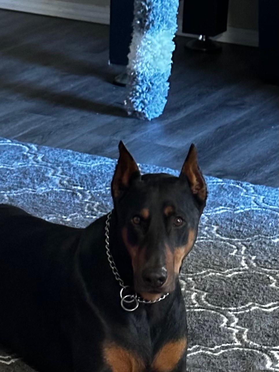 Enlarge Duke, an adopted Doberman Pinscher in Albuquerque, NM image 5/5
