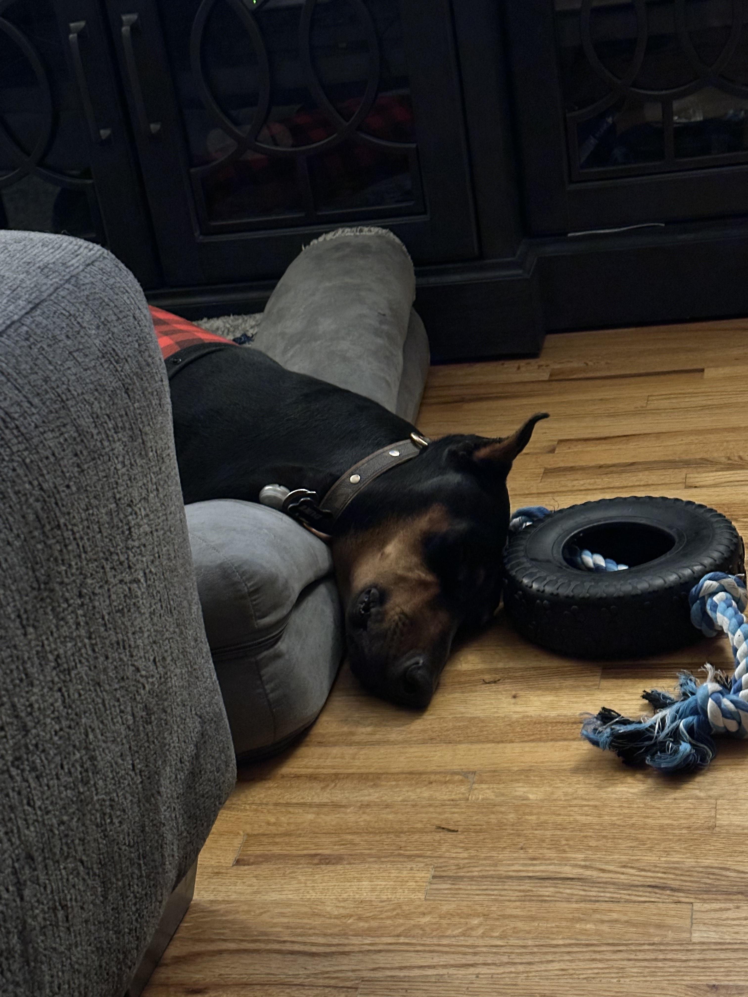 Enlarge Duke, an adopted Doberman Pinscher in Albuquerque, NM image 4/5