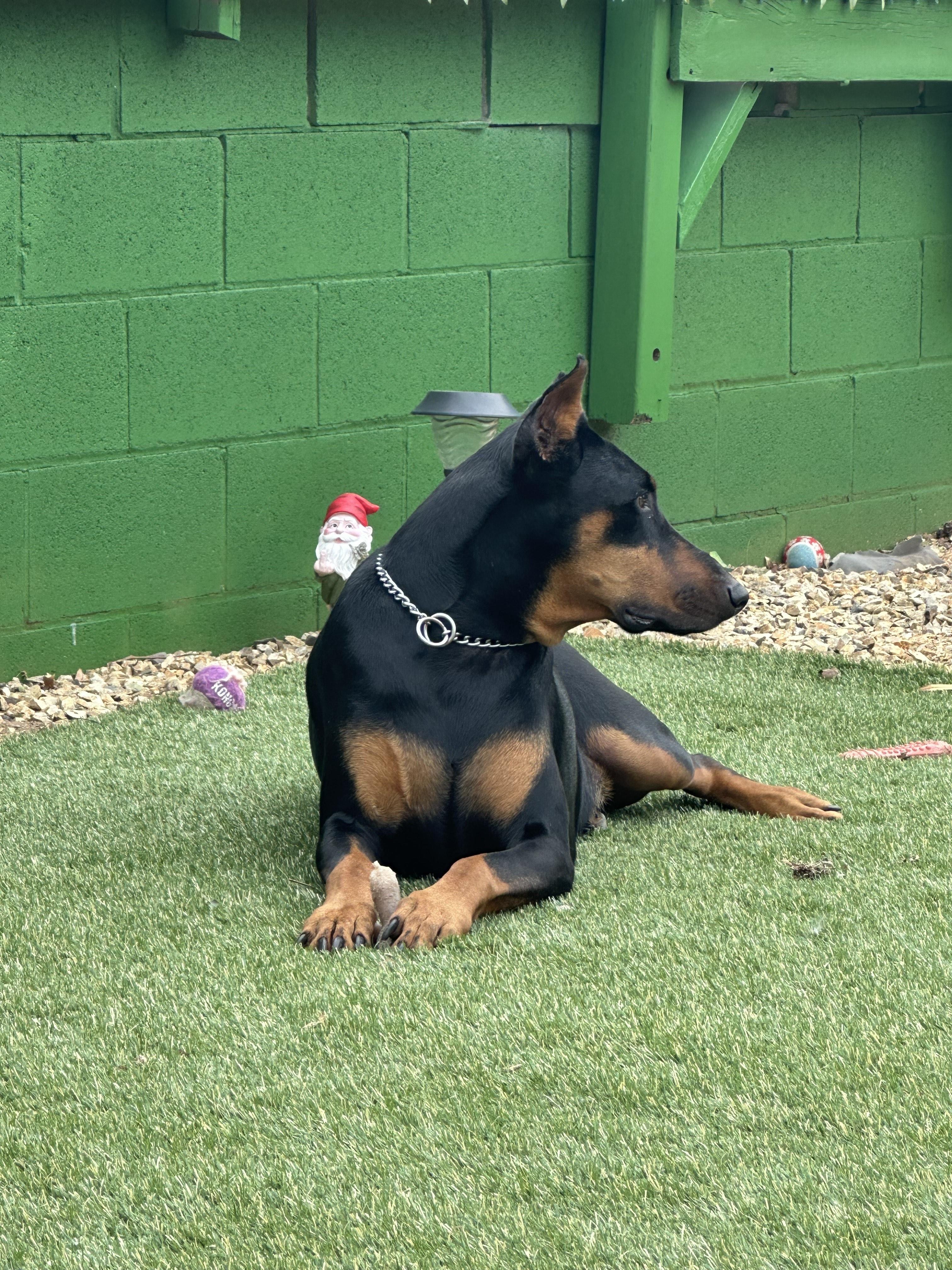 Enlarge Duke, an adopted Doberman Pinscher in Albuquerque, NM image 2/5