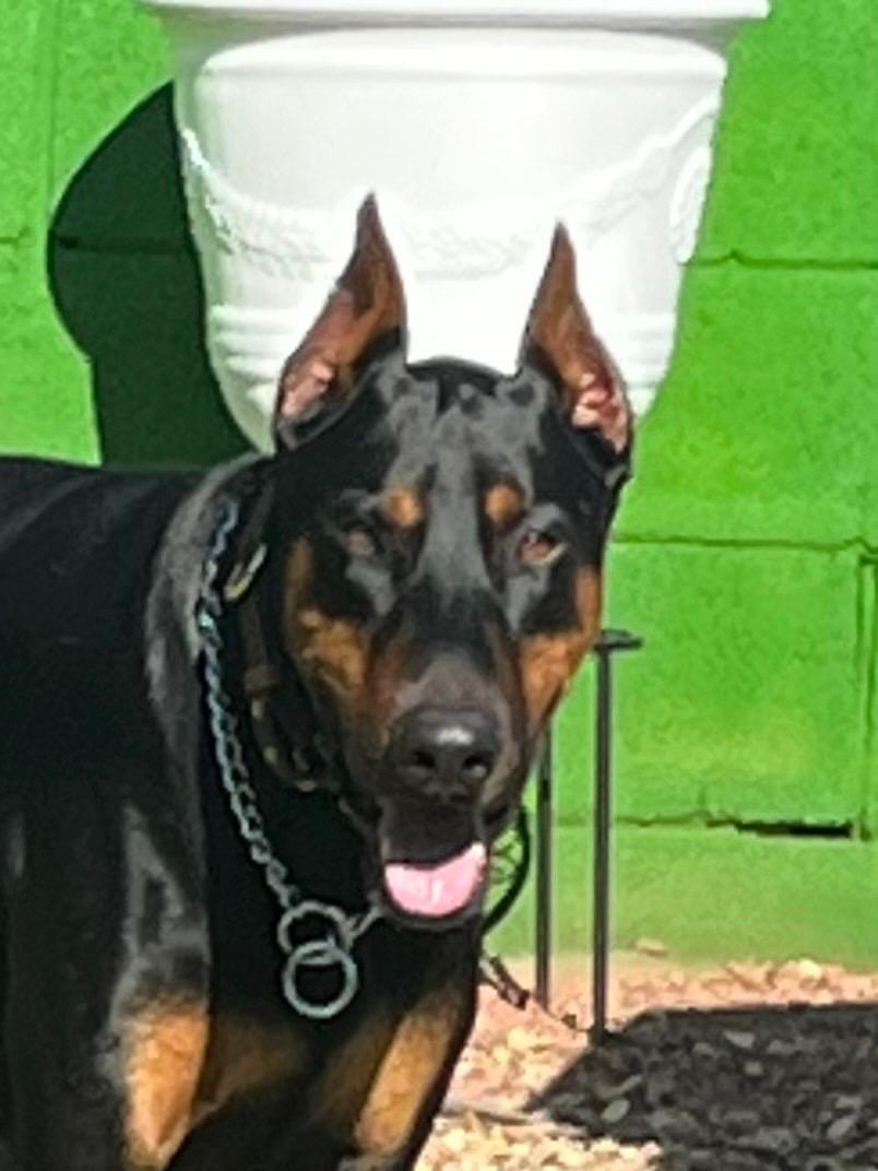 Duke, adopted, Senior Male Doberman Pinscher.