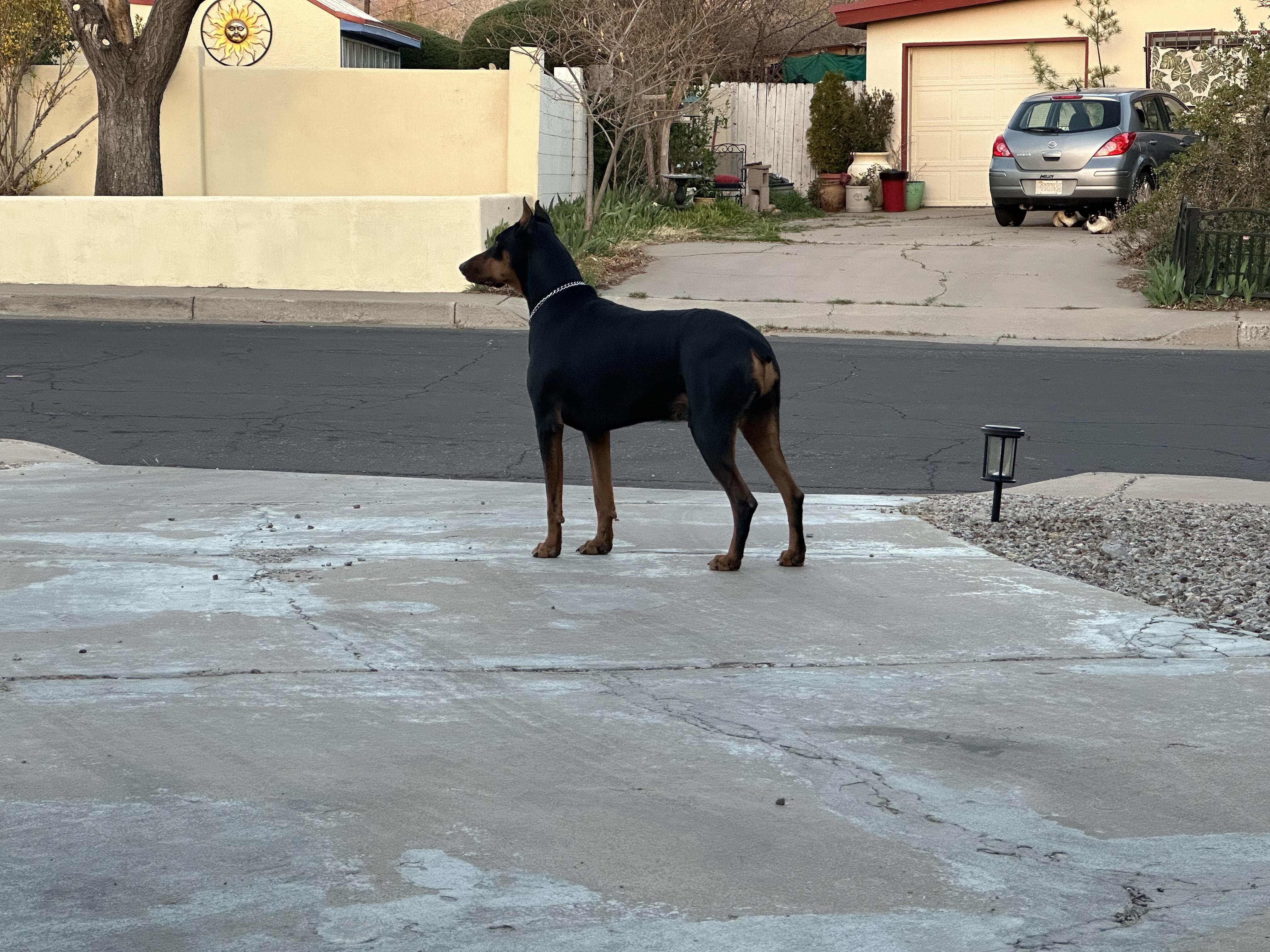 Enlarge Duke, an adopted Doberman Pinscher in Albuquerque, NM image 3/5