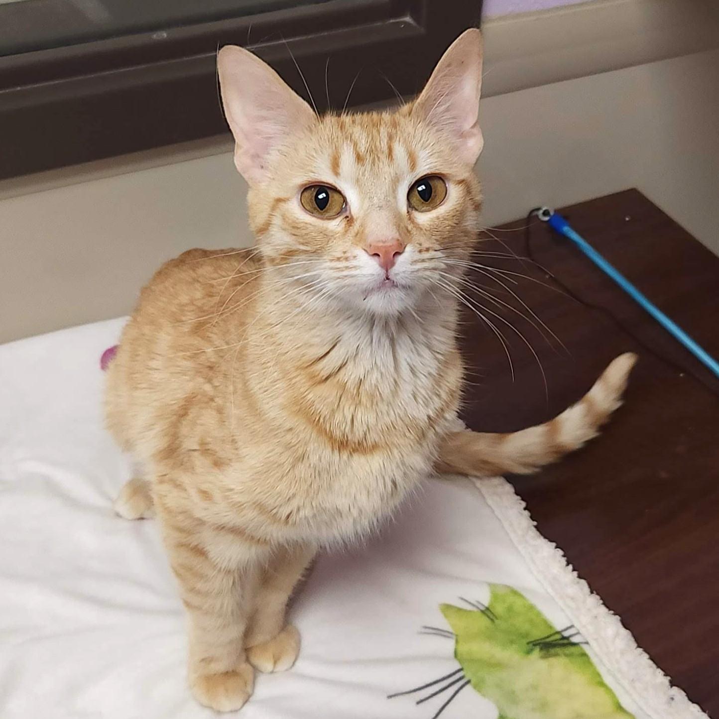 Enlarge Betty, an adoptable Tabby in Marshfield, WI image 2/4