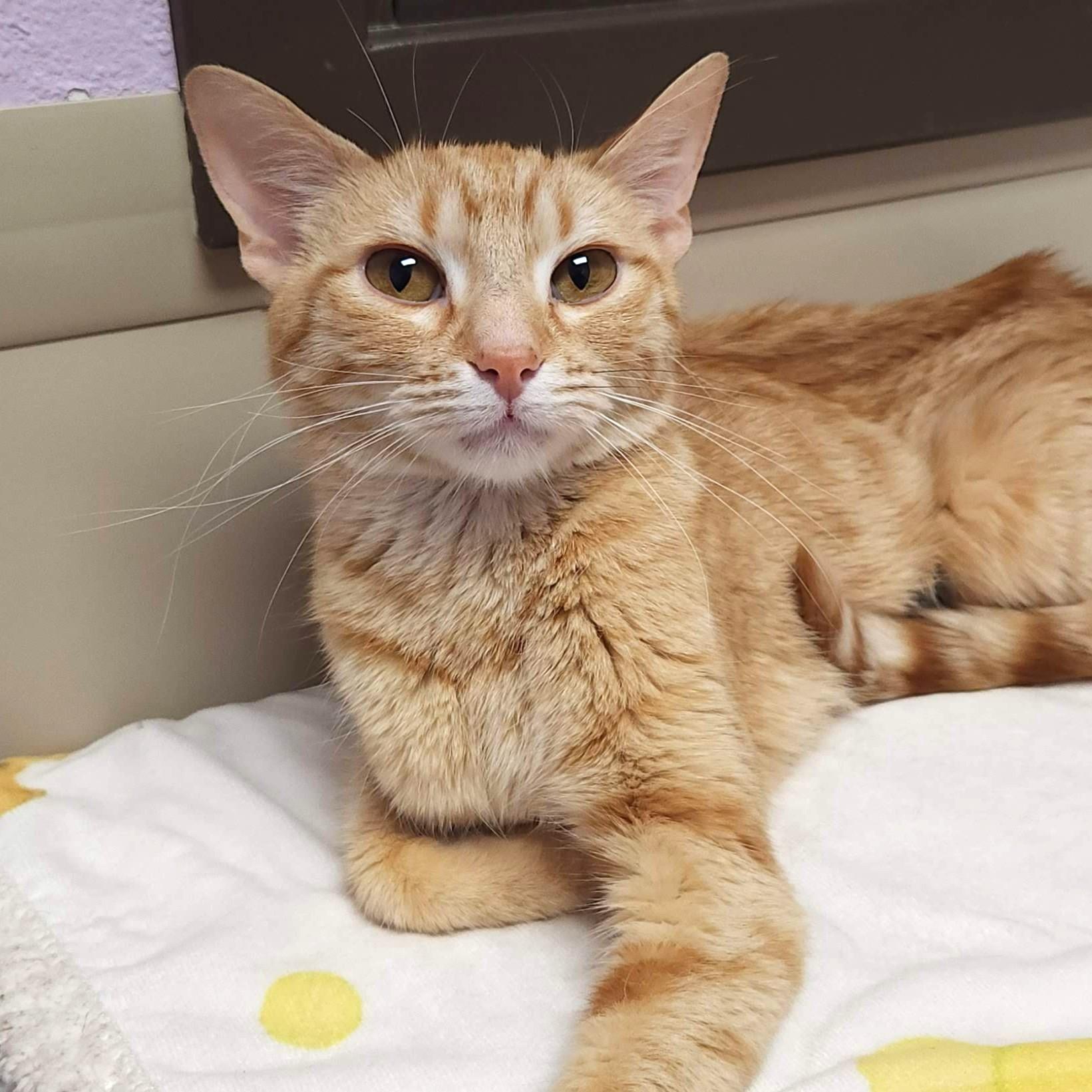 Enlarge Betty, an adoptable Tabby in Marshfield, WI image 3/4