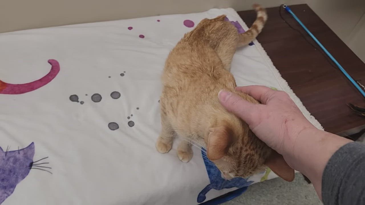 Enlarge Betty, an adoptable Tabby in Marshfield, WI video 4/4