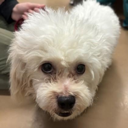 Enlarge Coconut, an adopted mixed breed in Phoenixville, PA image 1/1