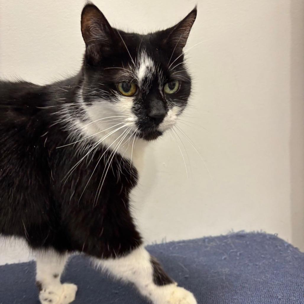 Dali, a Adoptable Domestic Short Hair in Puslinch, ON image 2/6